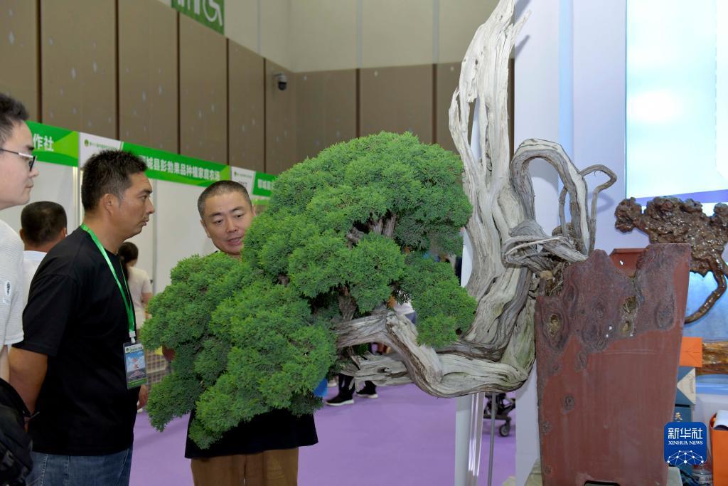 澳门梦幻城